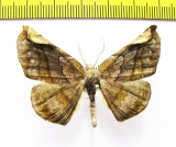 Sphacelodes quadrilineata  Peru - INSECTS-STORE.RU