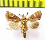 Noctuidae sp.  Indonesia, Sumatra - INSECTS-STORE.RU