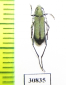 Cerambycidae sp.  Argentina - INSECTS-STORE.RU