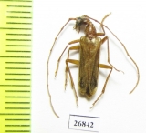 Vesperus luridus  Italy - INSECTS-STORE.RU