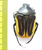 Trichaulax macleayi  Australia 32mm - INSECTS-STORE.RU