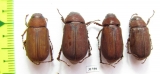 Melolonthinae sp.  Nepal - INSECTS-STORE.RU