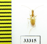 Aphaenops pseudocrypticola  France - INSECTS-STORE.RU