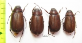 Melolonthinae sp.  Nepal - INSECTS-STORE.RU