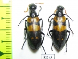 Meloidae sp.  South Africa Rep. - INSECTS-STORE.RU