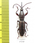 Brentidae sp.  Laos - INSECTS-STORE.RU