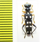 Cleridae sp. Laos - INSECTS-STORE.RU