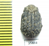 Trogidae sp.  Tanzania - INSECTS-STORE.RU