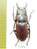 Prosopocoilus sp.  Thailand - INSECTS-STORE.RU