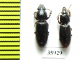 Carabidae sp.  Tanzania - INSECTS-STORE.RU