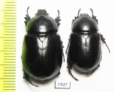 Pentodon bidens  Kazakhstan - INSECTS-STORE.RU