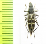 Chlorophorus proannulatus  Thailand - INSECTS-STORE.RU