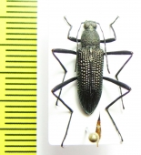 Tenebrionidae sp.  Vietnam - INSECTS-STORE.RU