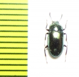 Tenebrionidae sp.  Malaysia - INSECTS-STORE.RU