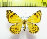 Stamnodes danilovi  Russia, Far East - INSECTS-STORE.RU