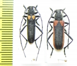 Anoplistes halodendri minutus, pair  Russia, Burjatia reg. - INSECTS-STORE.RU