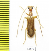 Vesperus sp.  Spain - INSECTS-STORE.RU