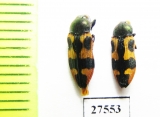 Castiarina sexplagiata  Australia - INSECTS-STORE.RU