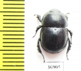 Odontotrypes xinluhaiensis  China - INSECTS-STORE.RU