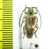 Cerambycidae sp.  Congo - INSECTS-STORE.RU
