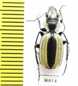 Graphipterus sp.  Zambia - INSECTS-STORE.RU