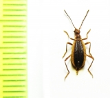 Ischaliidae, Ischalia aptera  China, Sichuan prov. - INSECTS-STORE.RU