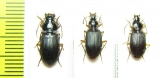 Carabidae sp.  South Africa Rep. - INSECTS-STORE.RU