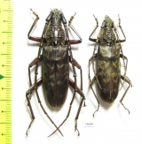 Cerambycidae sp., pair  Malaysia - INSECTS-STORE.RU