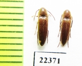 Eucnemidae sp.  Peru - INSECTS-STORE.RU