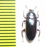 Tenebrionidae sp.  Indonesia, Papua - INSECTS-STORE.RU