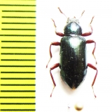 Tenebrionidae sp.  Malaysia - INSECTS-STORE.RU