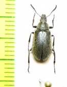 Tenebrionidae sp.  Morocco - INSECTS-STORE.RU