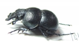 Lethrus dostojevskii, male  Kazakhstan - INSECTS-STORE.RU