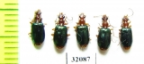 Carabidae sp.  Peru - INSECTS-STORE.RU