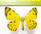 Stamnodes danilovi  Russia, Far East - INSECTS-STORE.RU