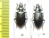Carabidae sp.  Bolivia - INSECTS-STORE.RU