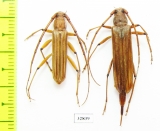 Malacopterus sp., pair  Mexico - INSECTS-STORE.RU