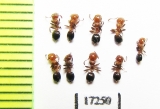 Formicidae sp.  Russia, Krasnodar reg. - INSECTS-STORE.RU