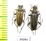 Cortodera sp., pair  Turkey - INSECTS-STORE.RU