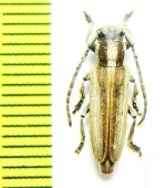 Conizonia allardi  Algeria - INSECTS-STORE.RU