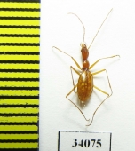 Aphaenops orionis bassaburensis  France - INSECTS-STORE.RU