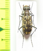 Cicindelinae sp.  Togo - INSECTS-STORE.RU