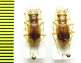 Phaeoxantha limata, pair  Brasilia - INSECTS-STORE.RU