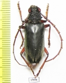 Cerambycidae sp.  Zimbabwe - INSECTS-STORE.RU