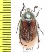 Melolontha hidalgoi  Spain - INSECTS-STORE.RU