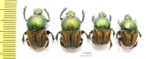 Onitis humerosus, pair  Russia, Astrakhan reg. - INSECTS-STORE.RU