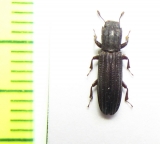 Anarmostes sp.  Peru - INSECTS-STORE.RU