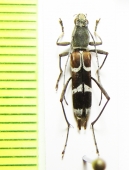 Demonax alboantennatus  Thailand - INSECTS-STORE.RU