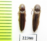 Eucnemidae sp.  Peru - INSECTS-STORE.RU