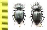 Sarothropus fallax, pair  Kazakhstan - INSECTS-STORE.RU